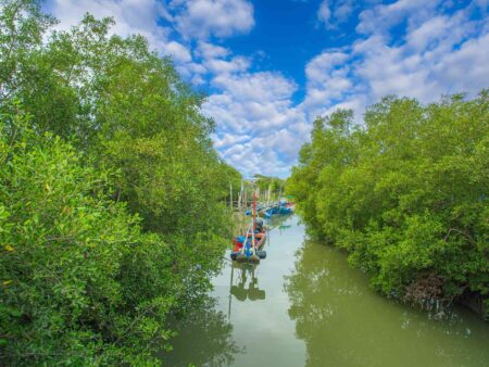 CAN GIO MANGROVE FOREST