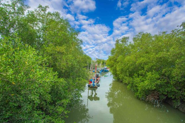 CAN GIO MANGROVE FOREST