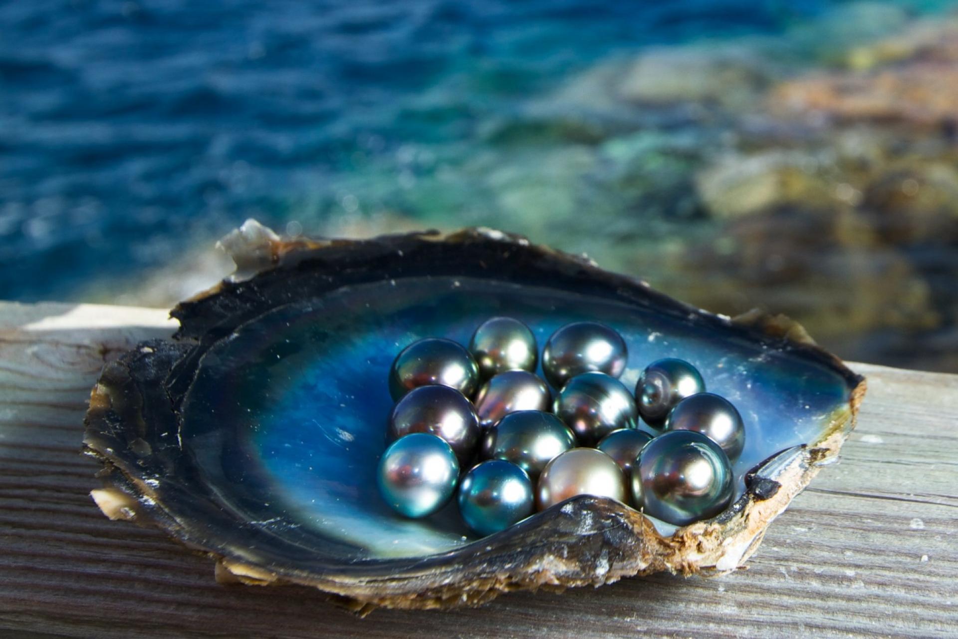 PHU QUOC PEARLS – THE GIFT OF THE SEA FASCINATES EVERY VISITOR